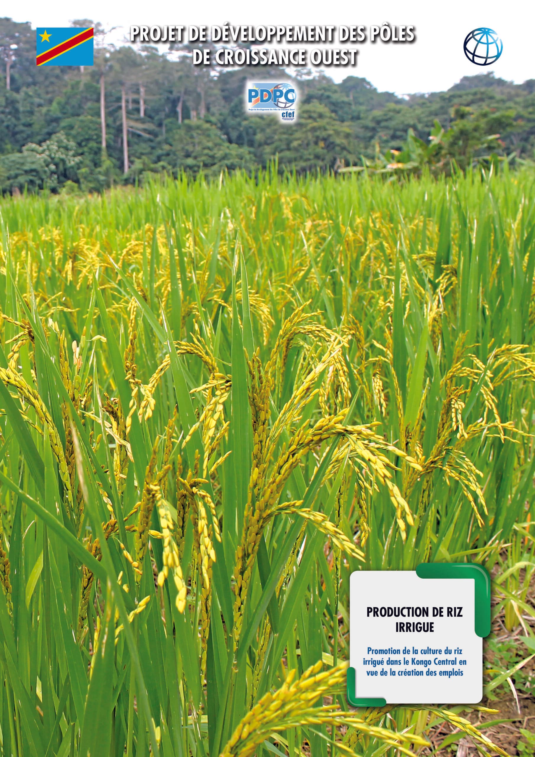 image en avant de PDPC : Production du riz irrigué dans la province du Kongo Central